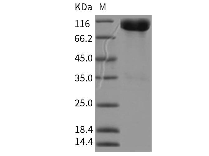> 95 % as determined by reducing SDS-PAGE.