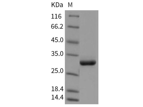 > 95 % as determined by reducing SDS-PAGE.
