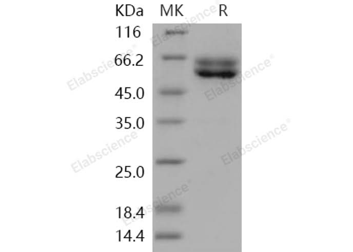 > 95 % as determined by reducing SDS-PAGE.