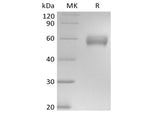 > 95 % as determined by reducing SDS-PAGE.