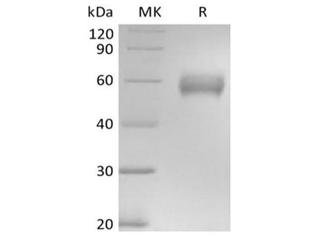 > 95 % as determined by reducing SDS-PAGE.