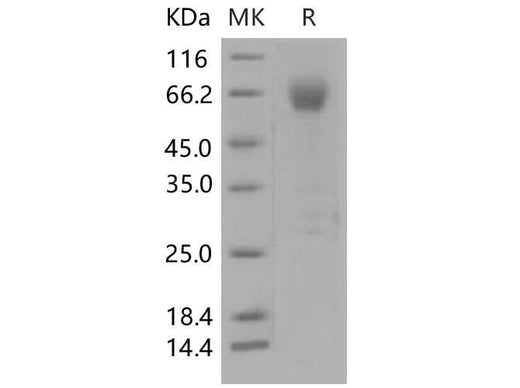 > 93 % as determined by reducing SDS-PAGE.