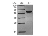 > 90 % as determined by reducing SDS-PAGE.