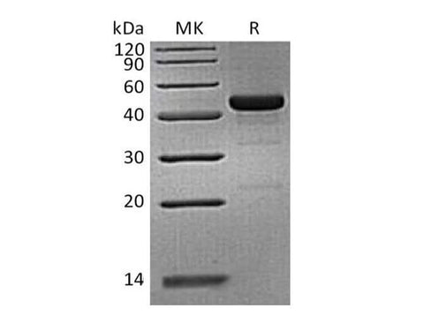 > 90 % as determined by reducing SDS-PAGE.