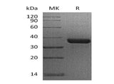 > 95 % as determined by reducing SDS-PAGE.