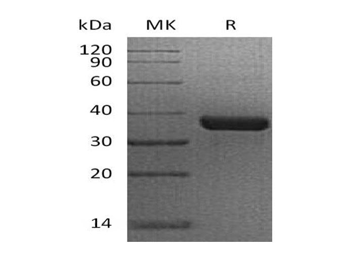 > 95 % as determined by reducing SDS-PAGE.