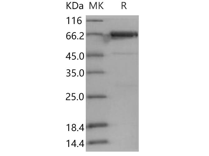 > 89 % as determined by reducing SDS-PAGE.