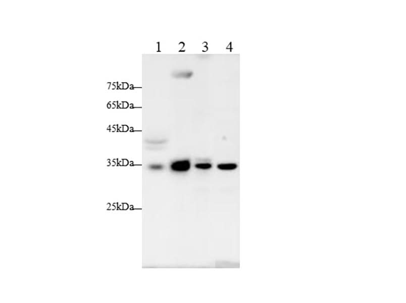 Anti-Human/Mouse/Rat CCND1 Antibody - ABMIUM
