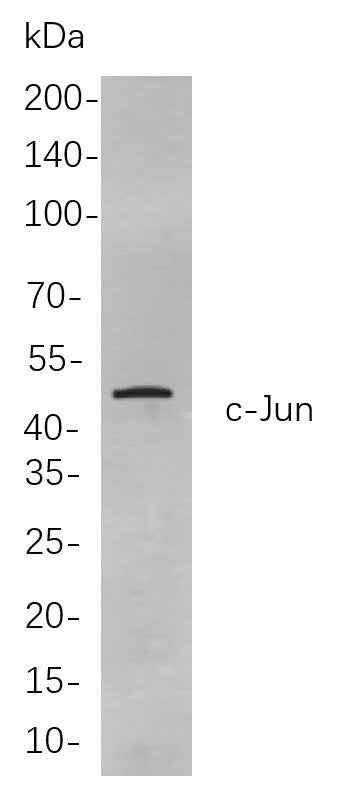 Anti-Human/Mouse/Rat c-JUN Antibody [B834] - ABMIUM