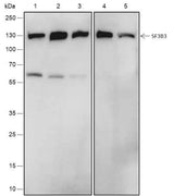 Anti-Human/Rat/Mouse SF3B3 Antibody [A553]
