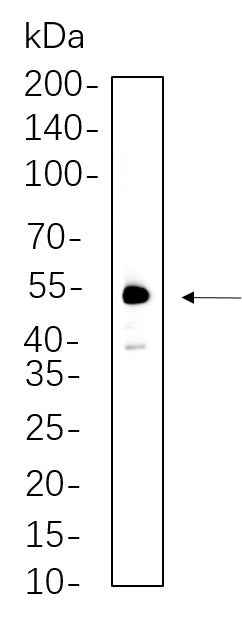 Anti-Human/Mouse/Rat XIAP Antibody [B641] - ABMIUM