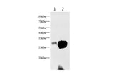Anti-Mouse/Rat STAR Antibody - ABMIUM