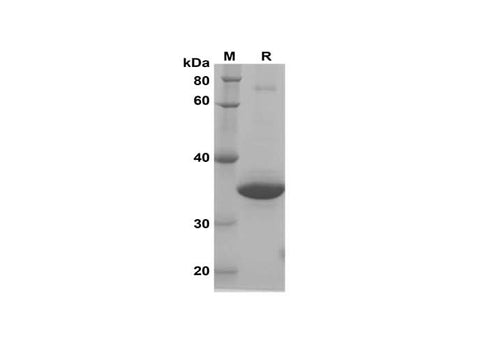 SDS-PAGE analysis of Human IFNα2 proteins, 2 μg/lane of Recombinant Human IFNα2 proteins was resolved with SDS-PAGE under reducing conditions, showing bands at 35 kDa.