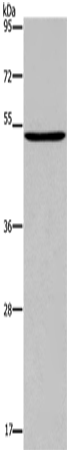 Anti-Human PTGER4 Antibody - ABMIUM