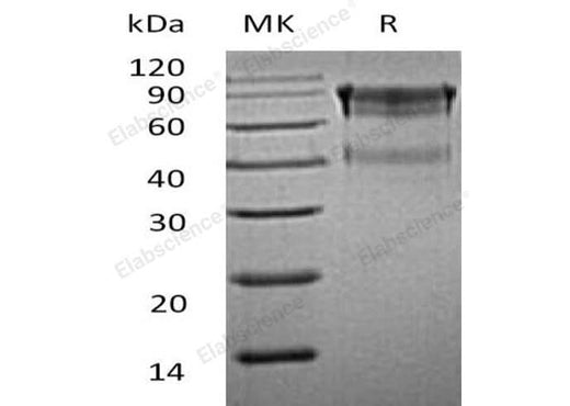 > 90 % as determined by reducing SDS-PAGE.