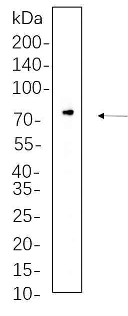 Anti-Human/Mouse/Rat Raf-1 Antibody [B603] - ABMIUM