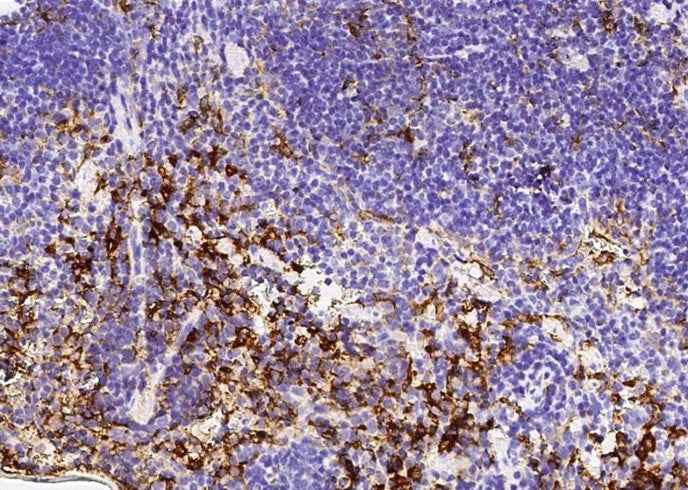Anti-Mouse NAALADL1 Antibody [B503] - ABMIUM