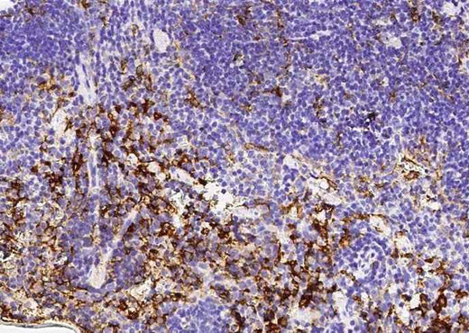 Anti-Mouse NAALADL1 Antibody [B503] - ABMIUM