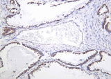 Anti-Human/Mouse/Rat DCLK1 Antibody [B1046]