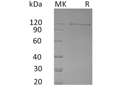> 90 % as determined by reducing SDS-PAGE.
