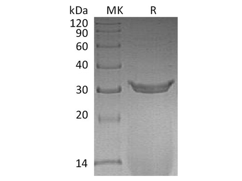 Recombinant Rat IgG2A Fc/Igg-2a Protein - ABMIUM