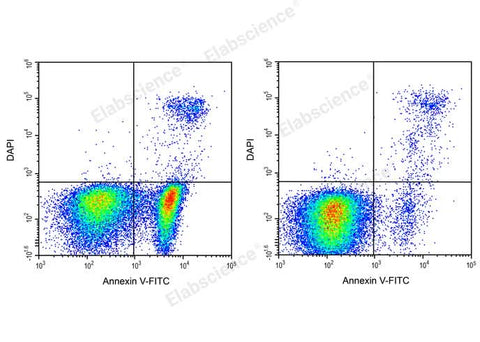 Annexin V-FITC/DAPI Apoptosis Kit - ABMIUM