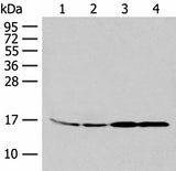 Anti-Human/Mouse MYDGF Antibody - ABMIUM