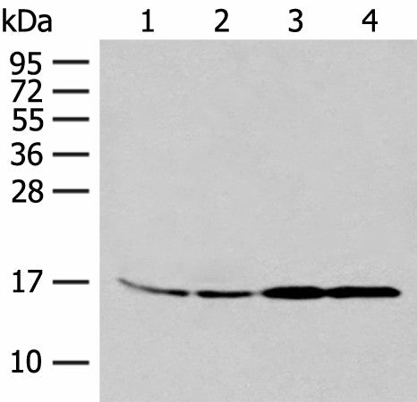 Anti-Human/Mouse MYDGF Antibody - ABMIUM