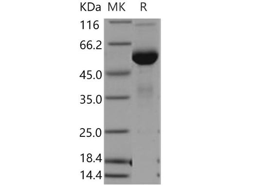 > 99 % as determined by reducing SDS-PAGE.