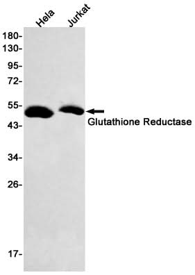Western blot detection of Glutathione Reductase in Hela,Jurkat cell lysates using Glutathione Reductase Rabbit mAb(1:500 diluted).Predicted band size:56kDa.Observed band size:51kDa.