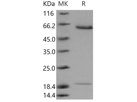 > 95 % as determined by reducing SDS-PAGE.