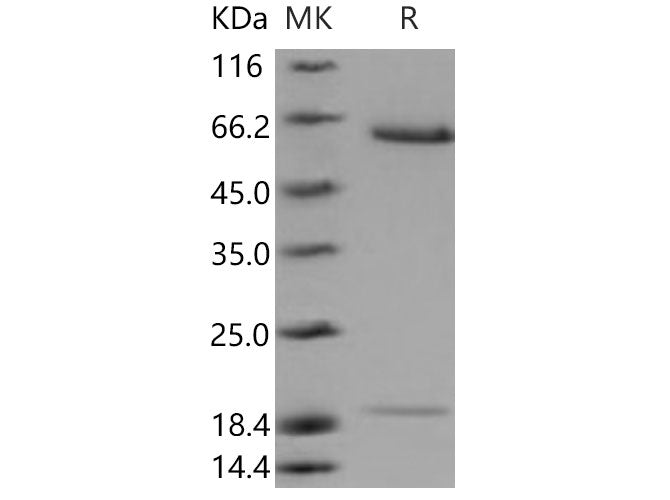 > 95 % as determined by reducing SDS-PAGE.