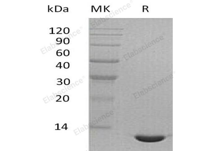 Recombinant Mouse CCL24/Eotaxin-2 Protein - ABMIUM