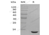 Recombinant Mouse CCL24/Eotaxin-2 Protein - ABMIUM