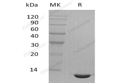 Recombinant Mouse CCL24/Eotaxin-2 Protein - ABMIUM
