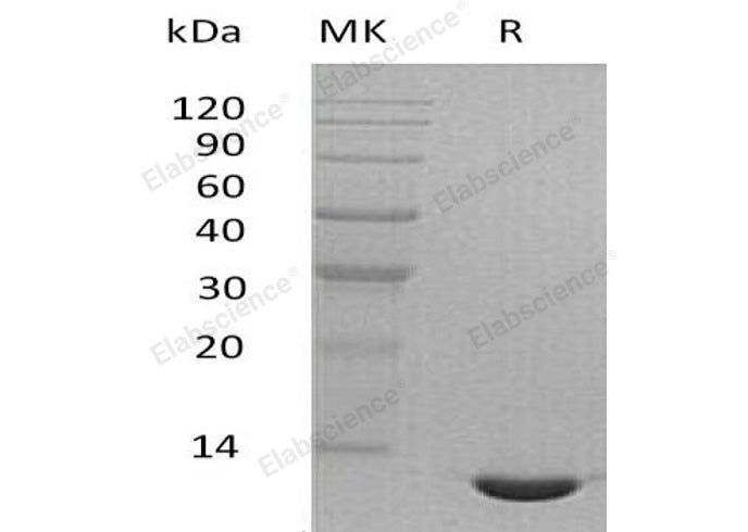 Recombinant Mouse CCL24/Eotaxin-2 Protein - ABMIUM