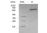 > 95 % as determined by reducing SDS-PAGE.