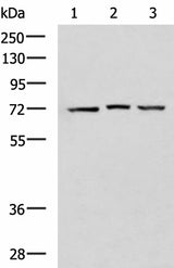 Western blot analysis of 293T cell lysates using DHX58 Polyclonal Antibody at dilution of 1:900