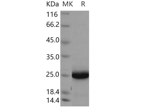 > 94 % as determined by reducing SDS-PAGE.