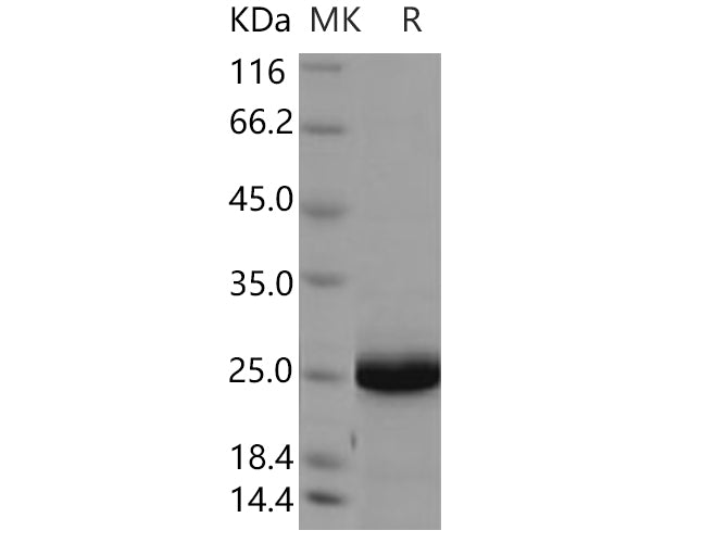 > 94 % as determined by reducing SDS-PAGE.