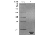 > 95 % as determined by reducing SDS-PAGE.