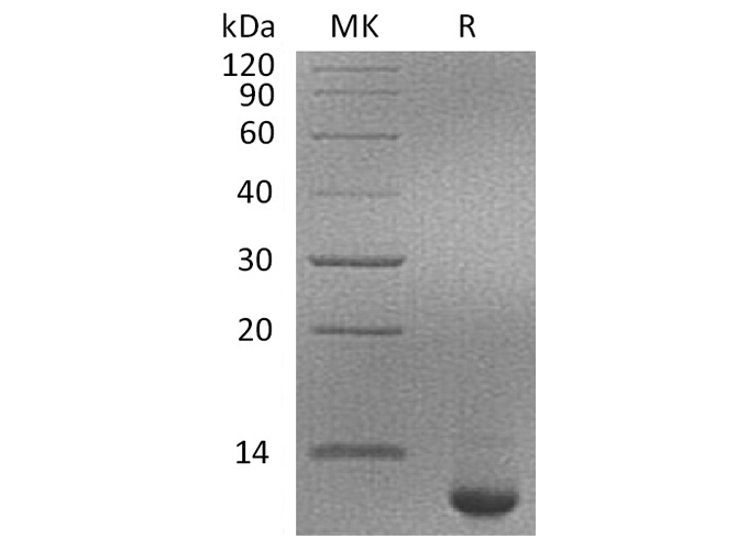 > 95 % as determined by reducing SDS-PAGE.