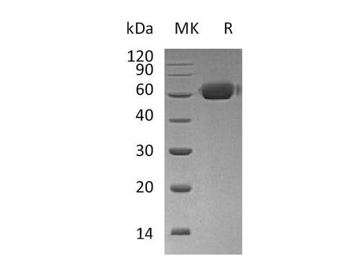 > 95 % as determined by reducing SDS-PAGE.