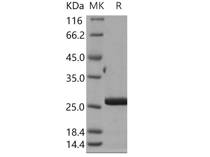 > 95 % as determined by reducing SDS-PAGE.