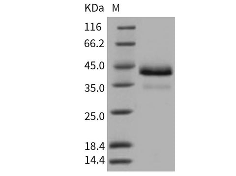 > 97 % as determined by reducing SDS-PAGE.