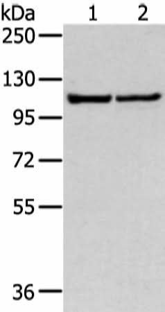 Western blot analysis of 231 and hela cell using WWP1 Polyclonal Antibody at dilution of 1:300