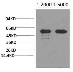 Anti-Plants Rubisco (Large Chain) Antibody [3G7]