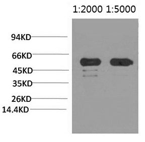 Western Blot analysis of Arabidopsis using Rubisco (Large Chain) Monoclonal Antibody at dilution of 1) 1:2000, 2) 1:5000.