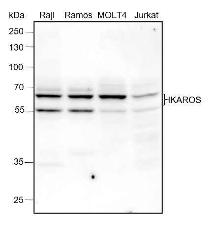 Anti-Human IKAROS Antibody [A261] - ABMIUM