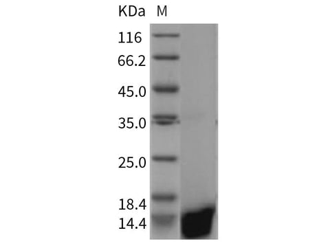 > 95 % as determined by reducing SDS-PAGE.
